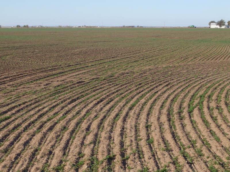 Rows of alfalfa in a field