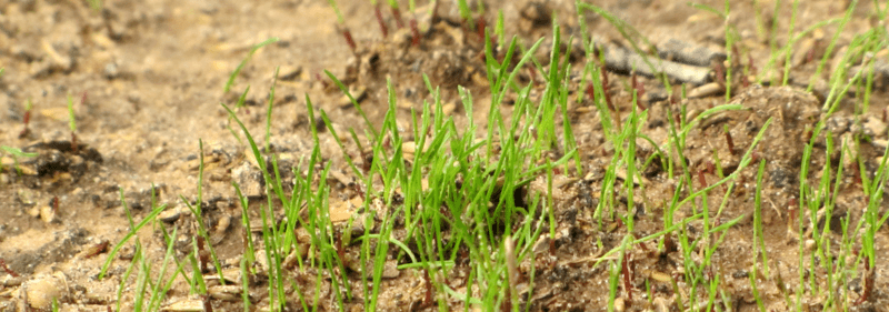 Grass sprouting out of soil